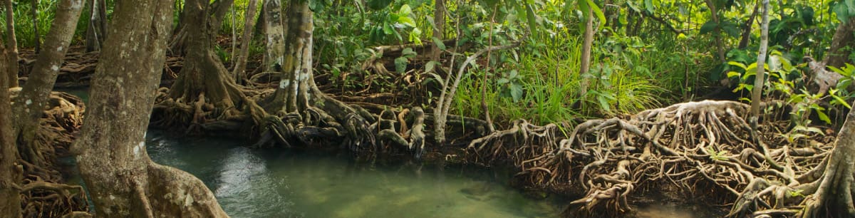 Mangrove forest